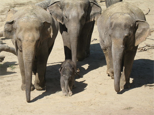Elefanten im Kölner Zoo - Foto: Lars Schmitt - GFDL
